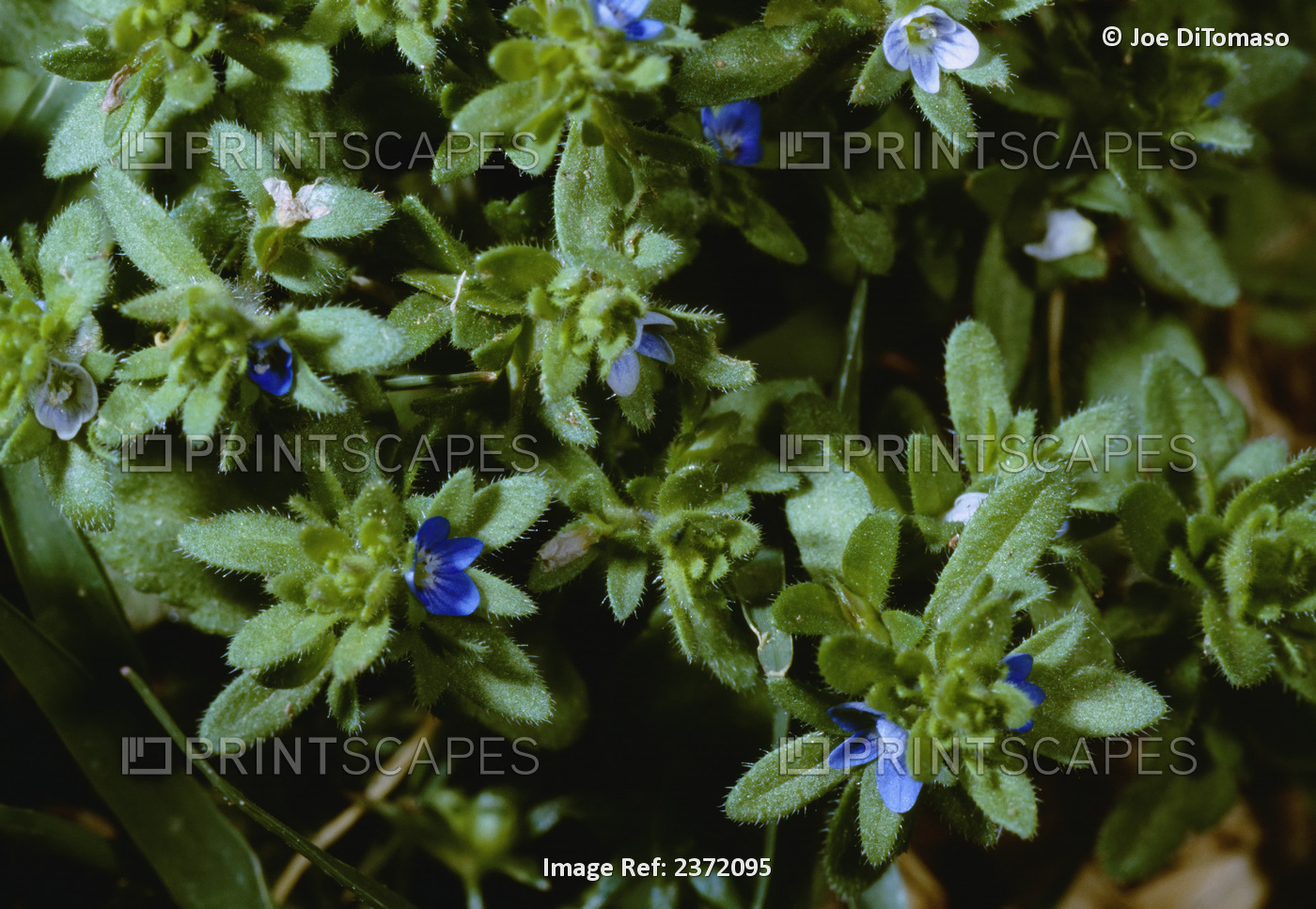 Agriculture - Weeds, Corn Speedwell (Veronica arvensis) aka. Common Speedwell, ...