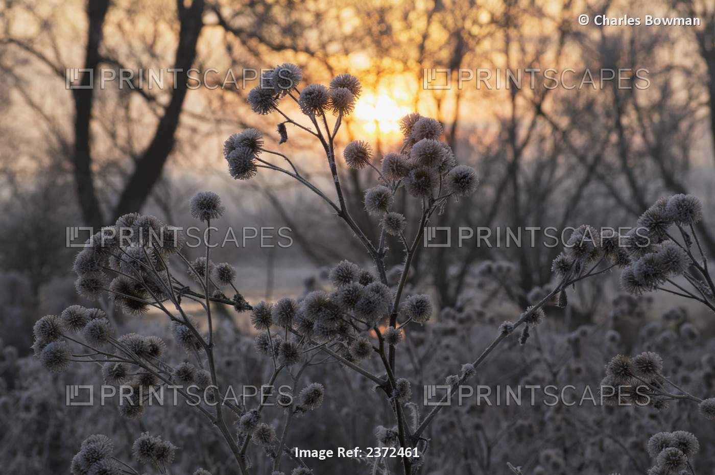 Glowing Sunset In Winter With Frozen Trees And Plants In The Foreground; ...