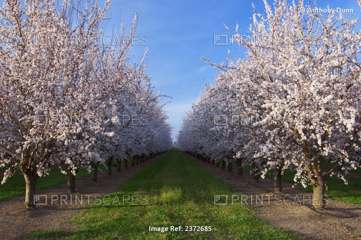 Agriculture - Looking down between rows of almond trees in full Spring bloom / ...