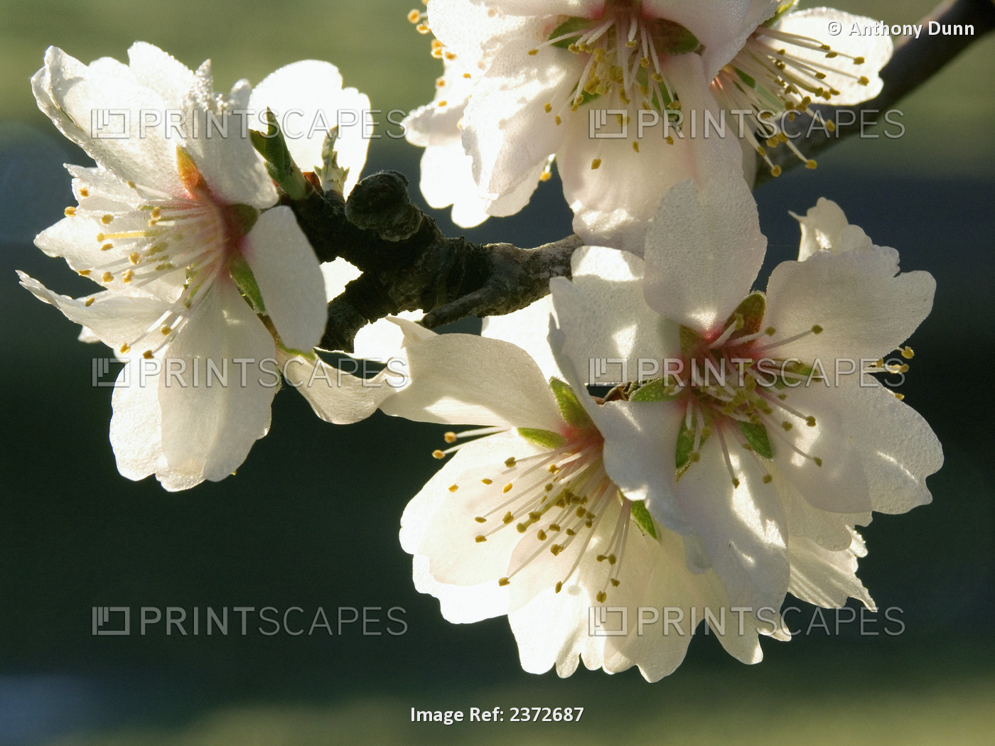 Agriculture - Closeup of almond blossoms in full bloom in early morning light / ...