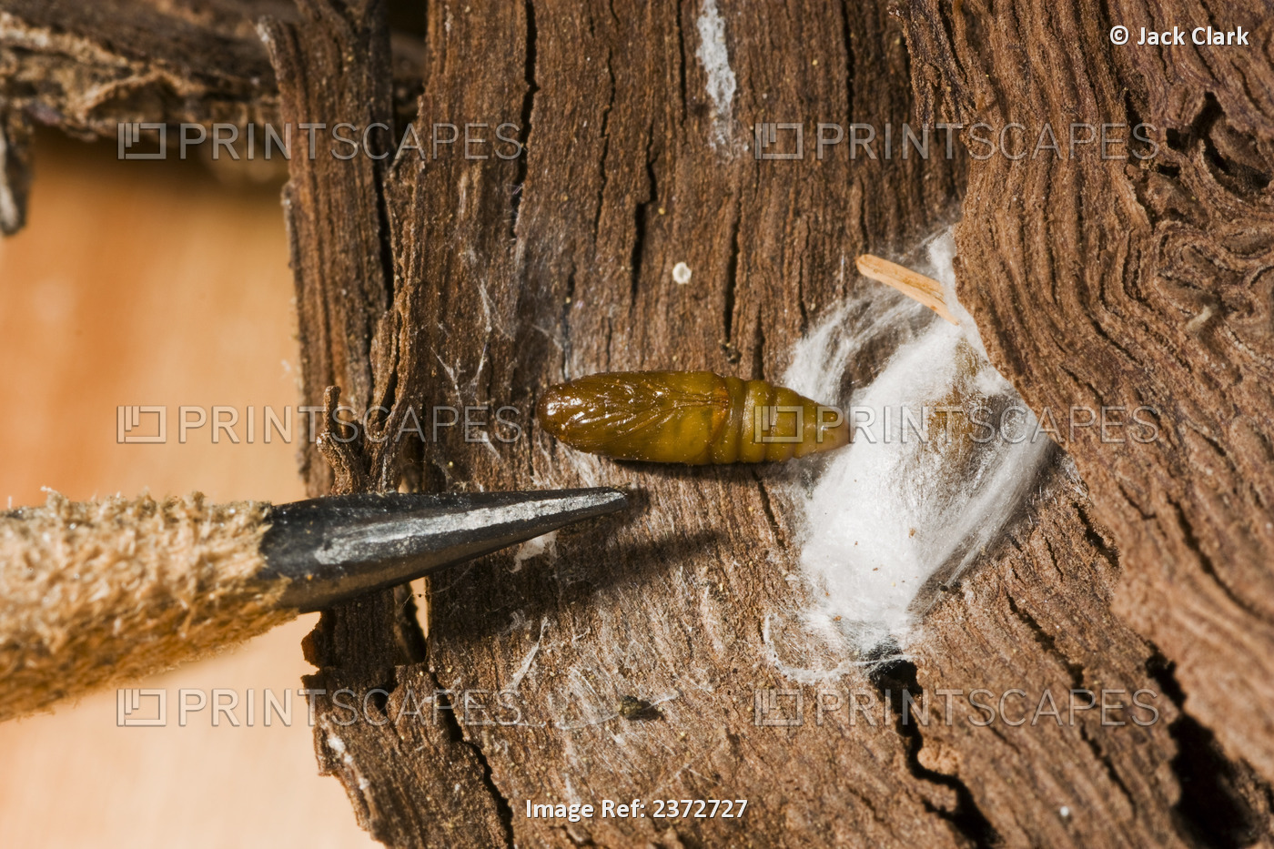 Agriculture - European Grapevine Moth (Lobesia botrana) teased open cocoon on ...