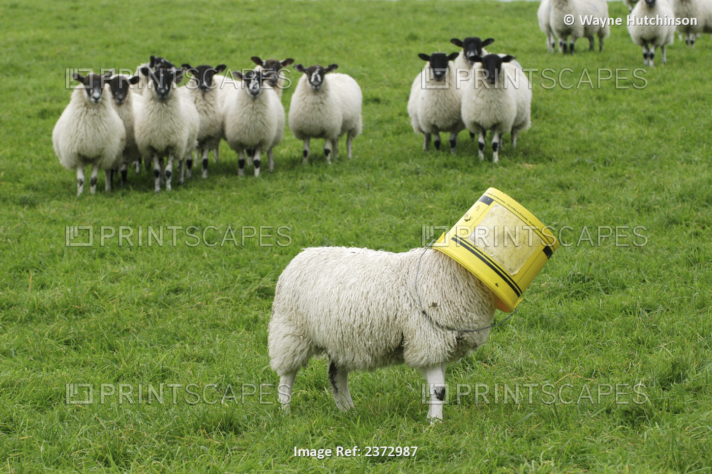 Livestock - Lamb with a bucket on his head, with an audience watching from ...