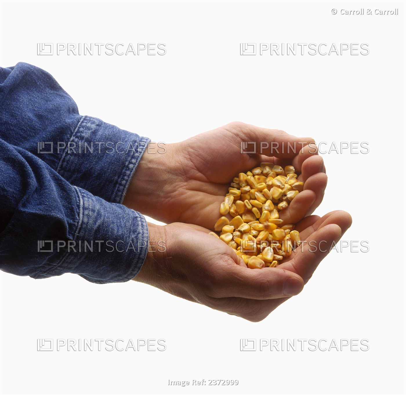 Agriculture - A farmer holds newly harvested grain corn in his hands, with a ...