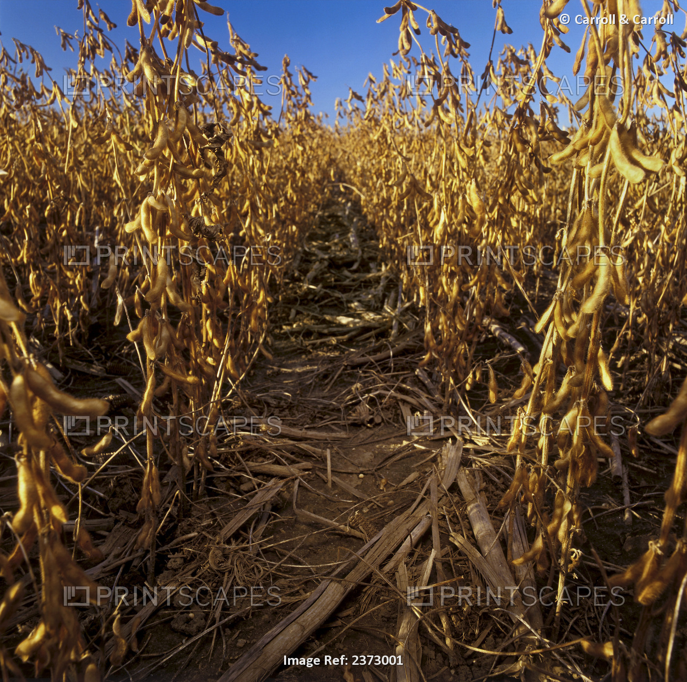Agriculture - Low angle view of mature harvest ready no-till soybeans in grain ...