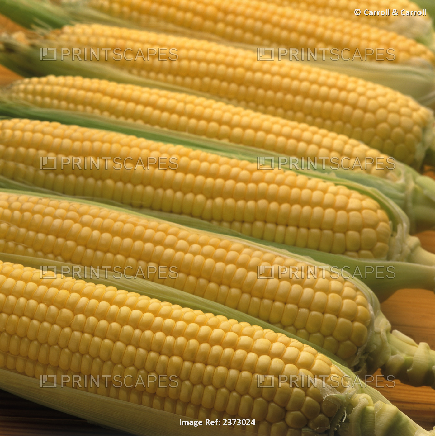 Agriculture - Freshly harvested ears of sweet corn with the husks partially ...