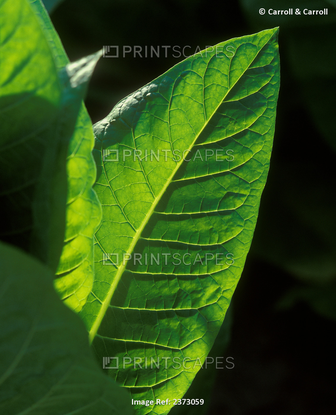 Agriculture - Closeup of mid growth Flue cured tobacco leaves / Ontario, Canada.