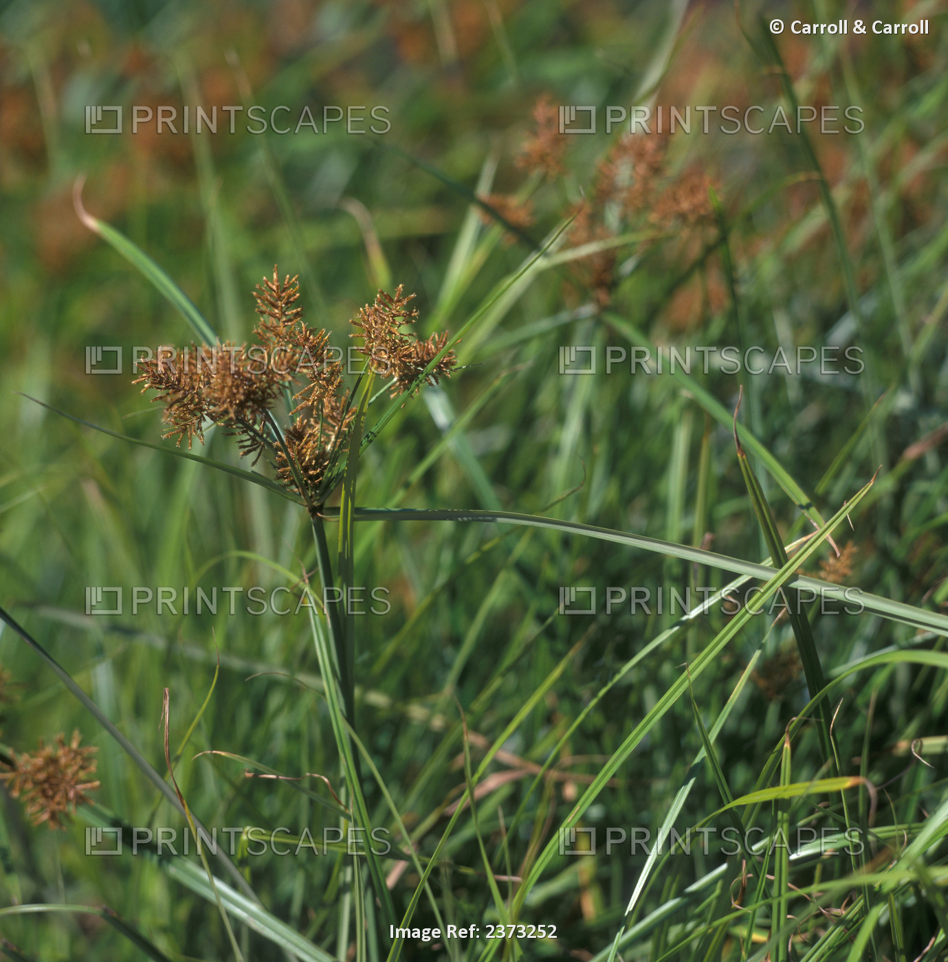 Agriculture - Weeds, Yellow Nutsedge (Cyperus esculentus) aka. Nut Grass, ...