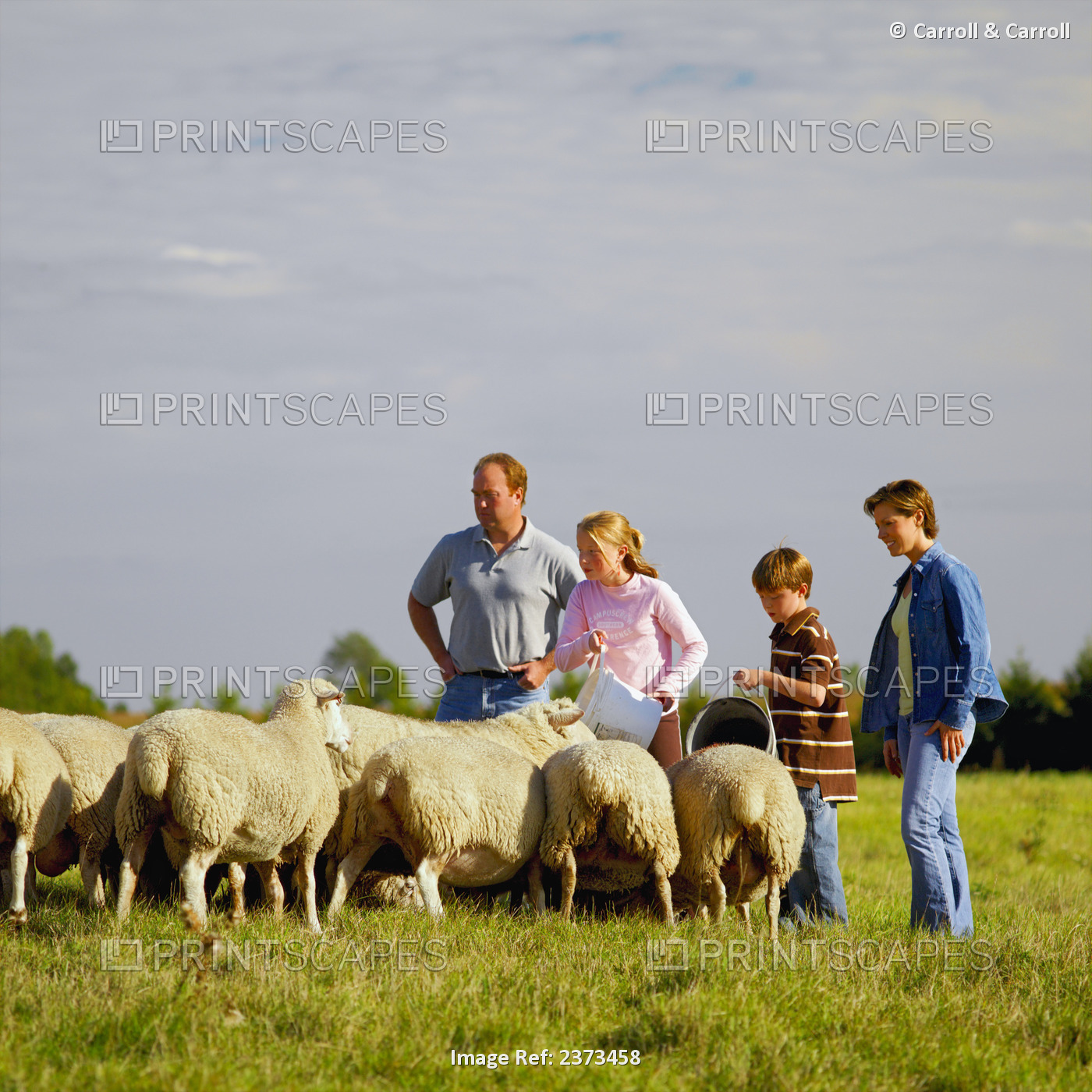 Agriculture - A farm family feeds their flock of sheep on a green pasture / ...