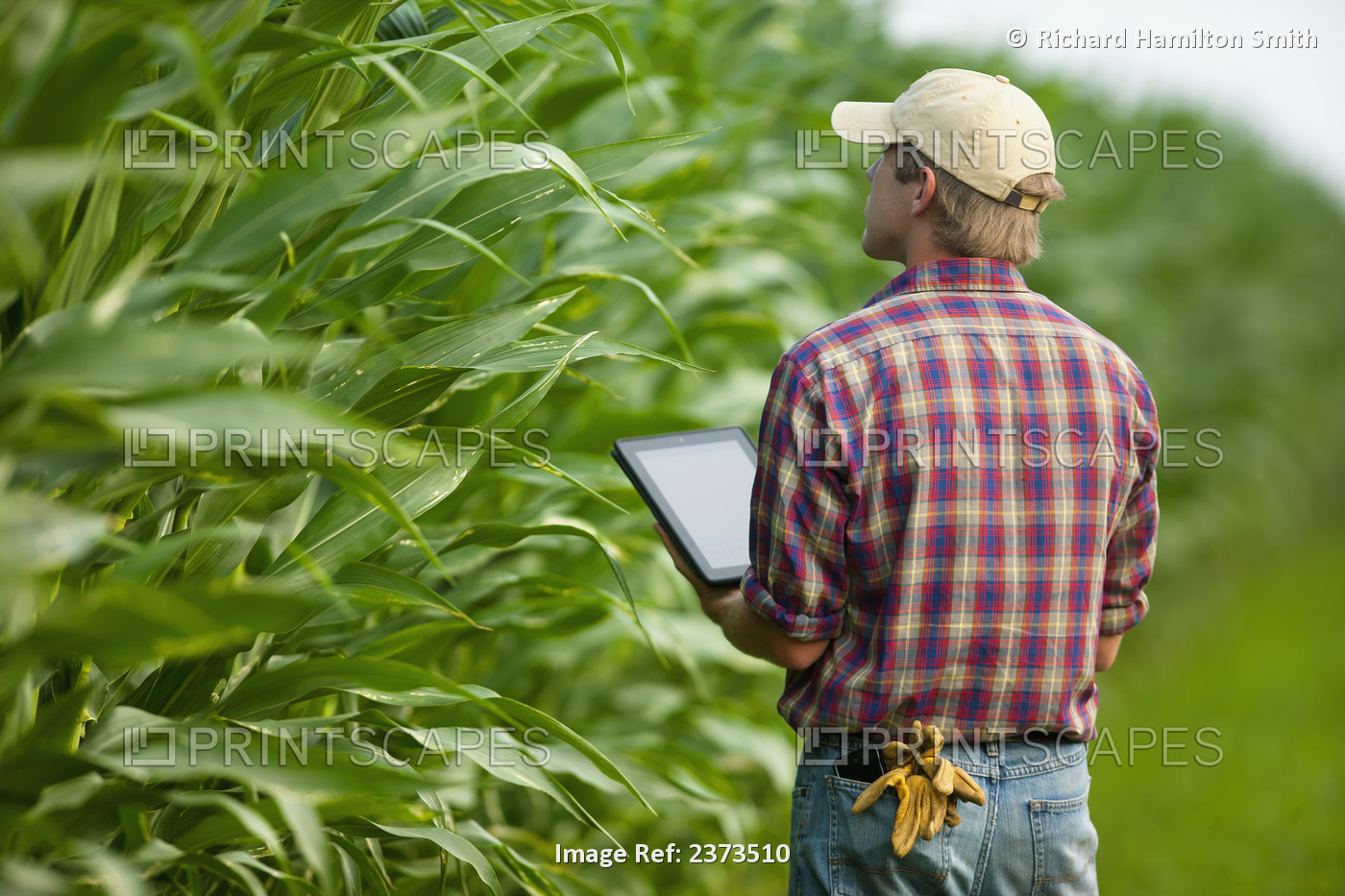 Agriculture - A young farmer in a mid growth grain corn field records crop data ...