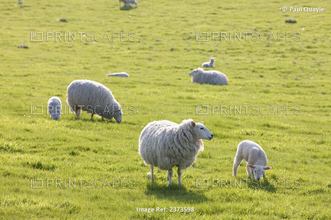 Sheep In A Field In The Typical English Countryside Of Rolling Hills Around ...