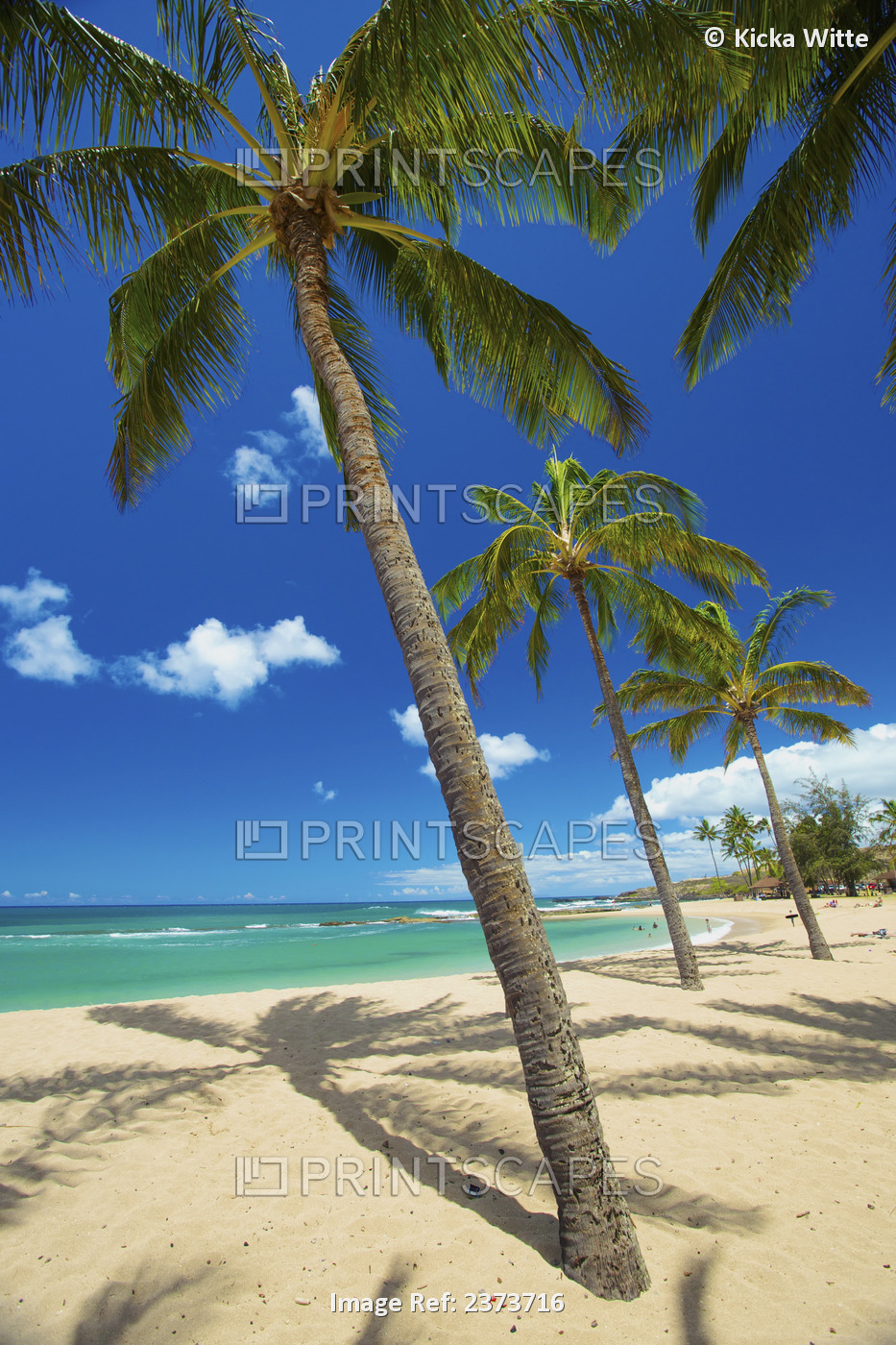 Palm Trees On The Beach In Salt Ponds State Park; Kauai, Hawaii, United States ...