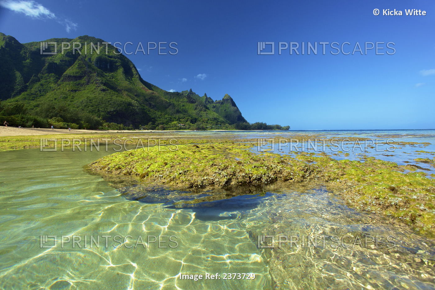 Coral And Seaweed On Tunnels Beach At Low Tide; Kauai, Hawaii, United States Of ...