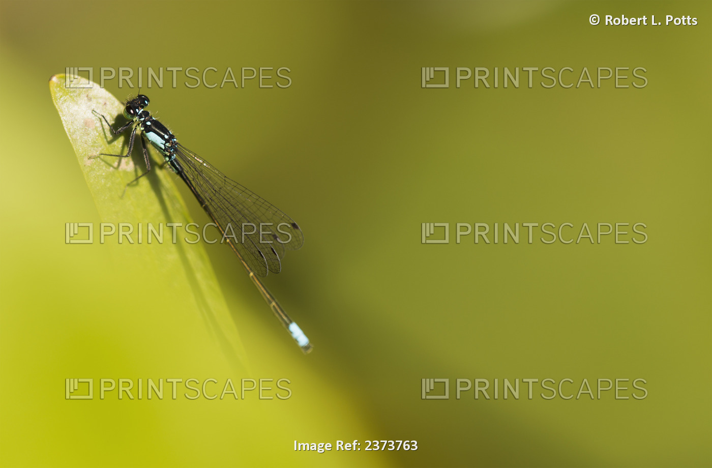 A Damselfly (Zygoptera) Rests On A Stem; Astoria, United States Of America