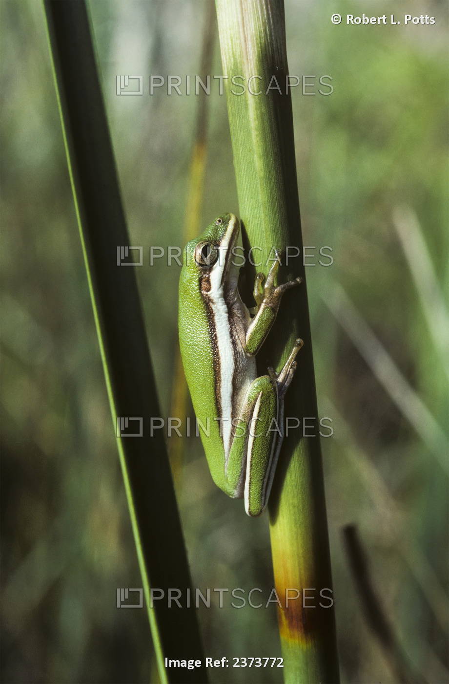 A Green Tree Frog Rests On A Stem; Ochopee, Florida, United States Of America