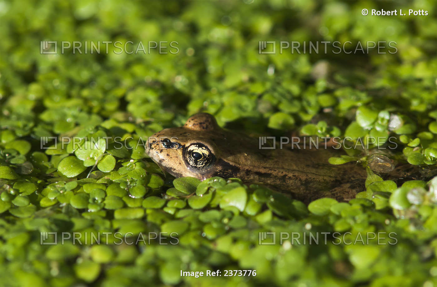 A Red-Legged Frog Rests In Small Plants; Astoria, Oregon, United States Of ...