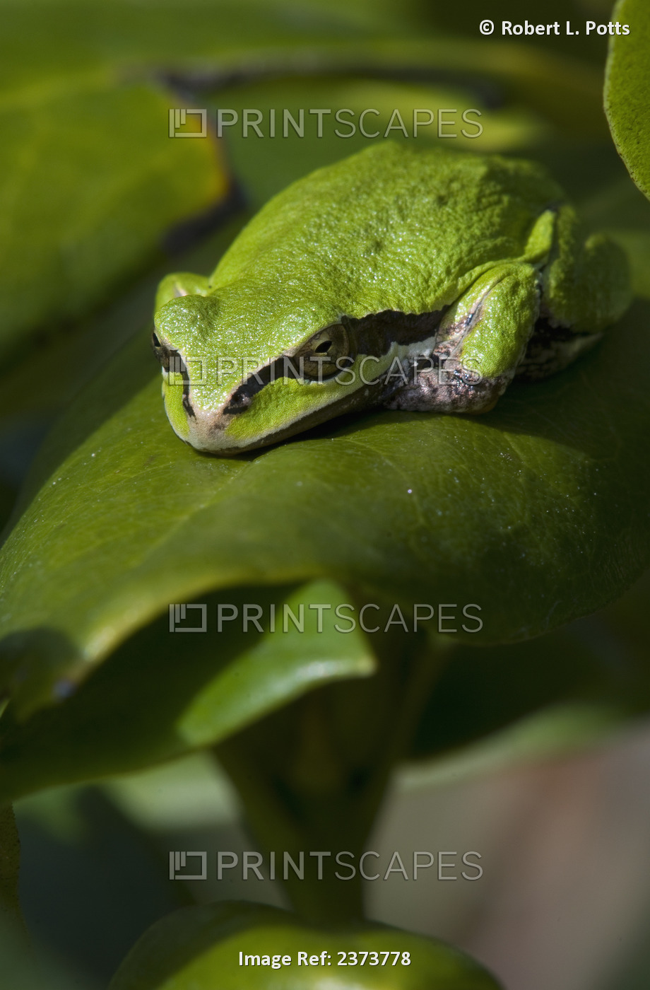 A Pacific Tree Frog (Pseudacris Regilla) Sleeps On A Rhododendron Leaf; ...
