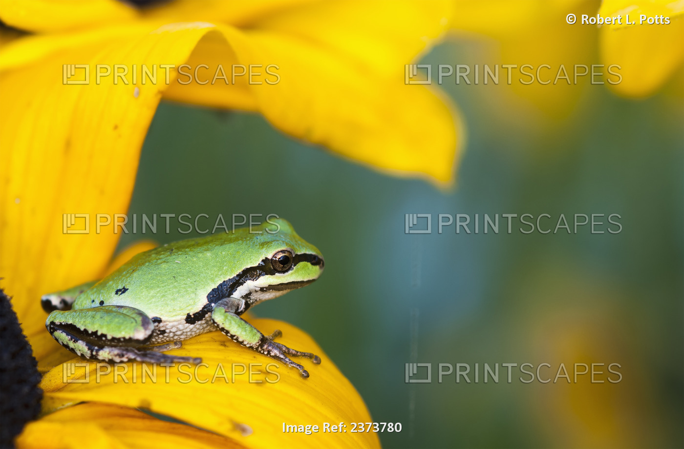 A Pacific Tree Frog (Pseudacris Regilla) Hunts For Insects On A Rudbeckia ...