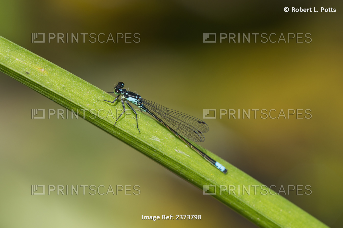 A Damselfly Rests On A Stem; Astoria, Oregon, United States Of America
