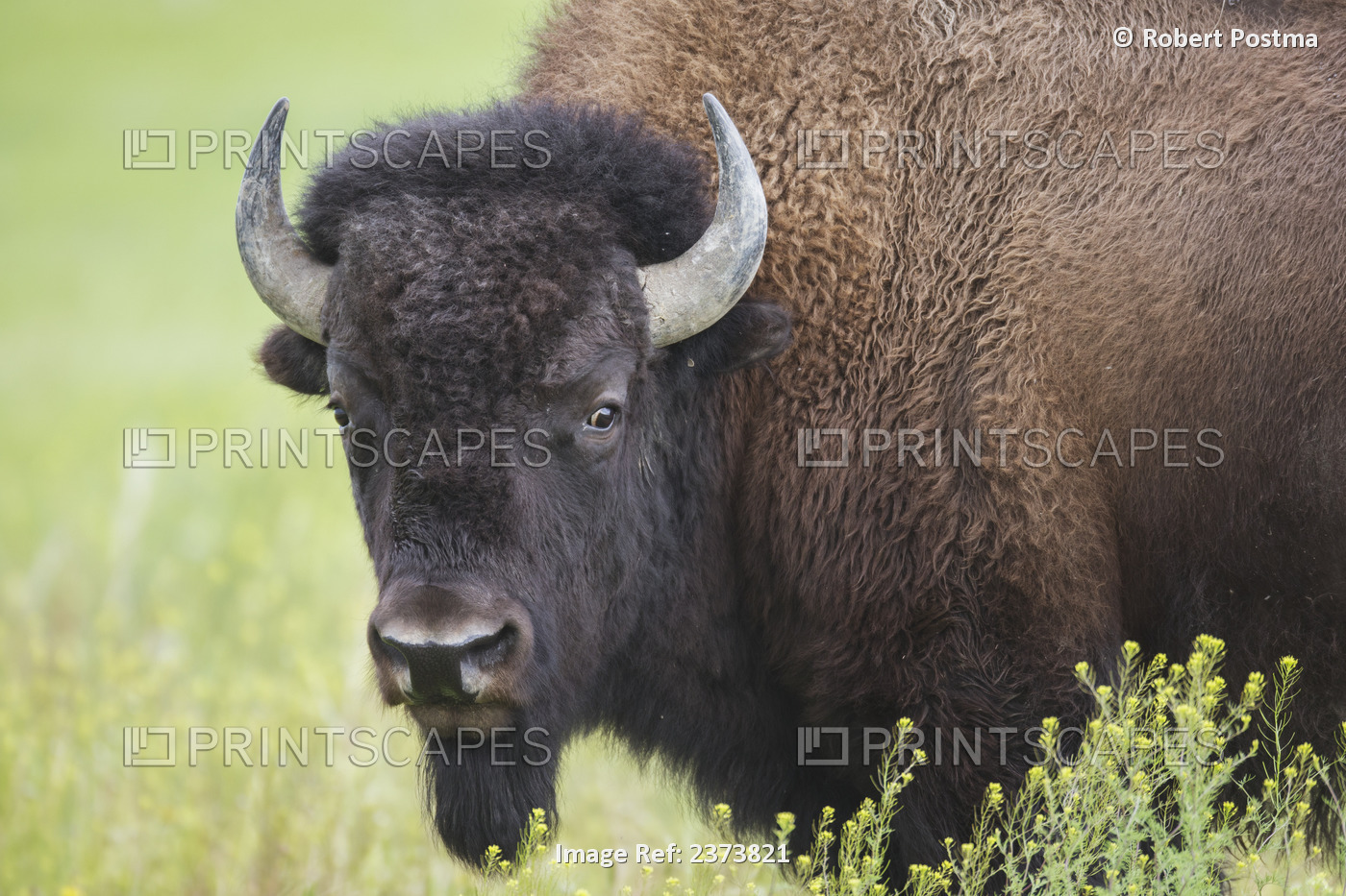 Bison, Grasslands National Park; Saskatchewan, Canada