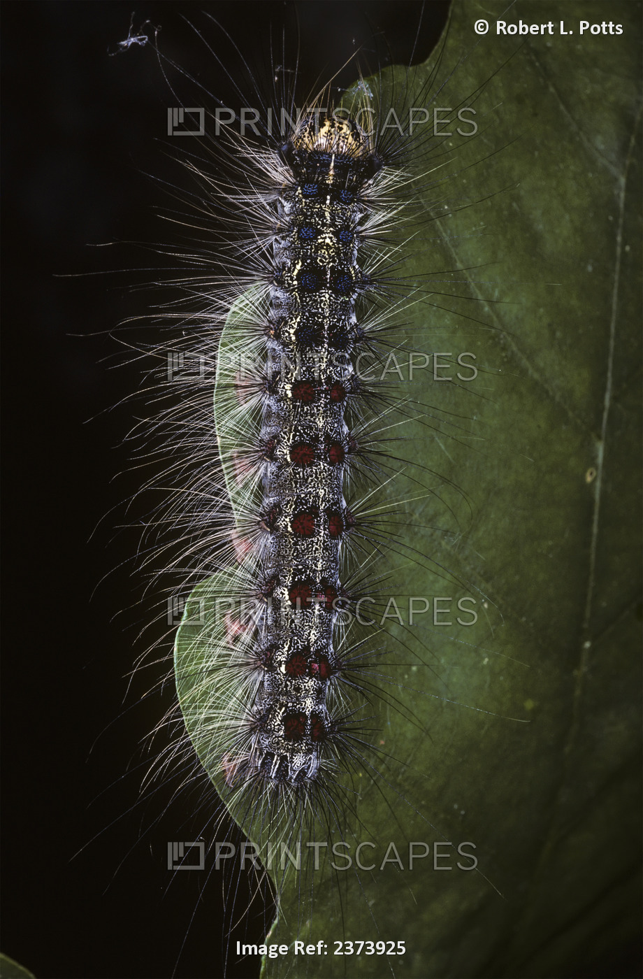 A Gypsy Moth Caterpillar Eats An Oak Leaf; Luray, Virginia, United States Of ...