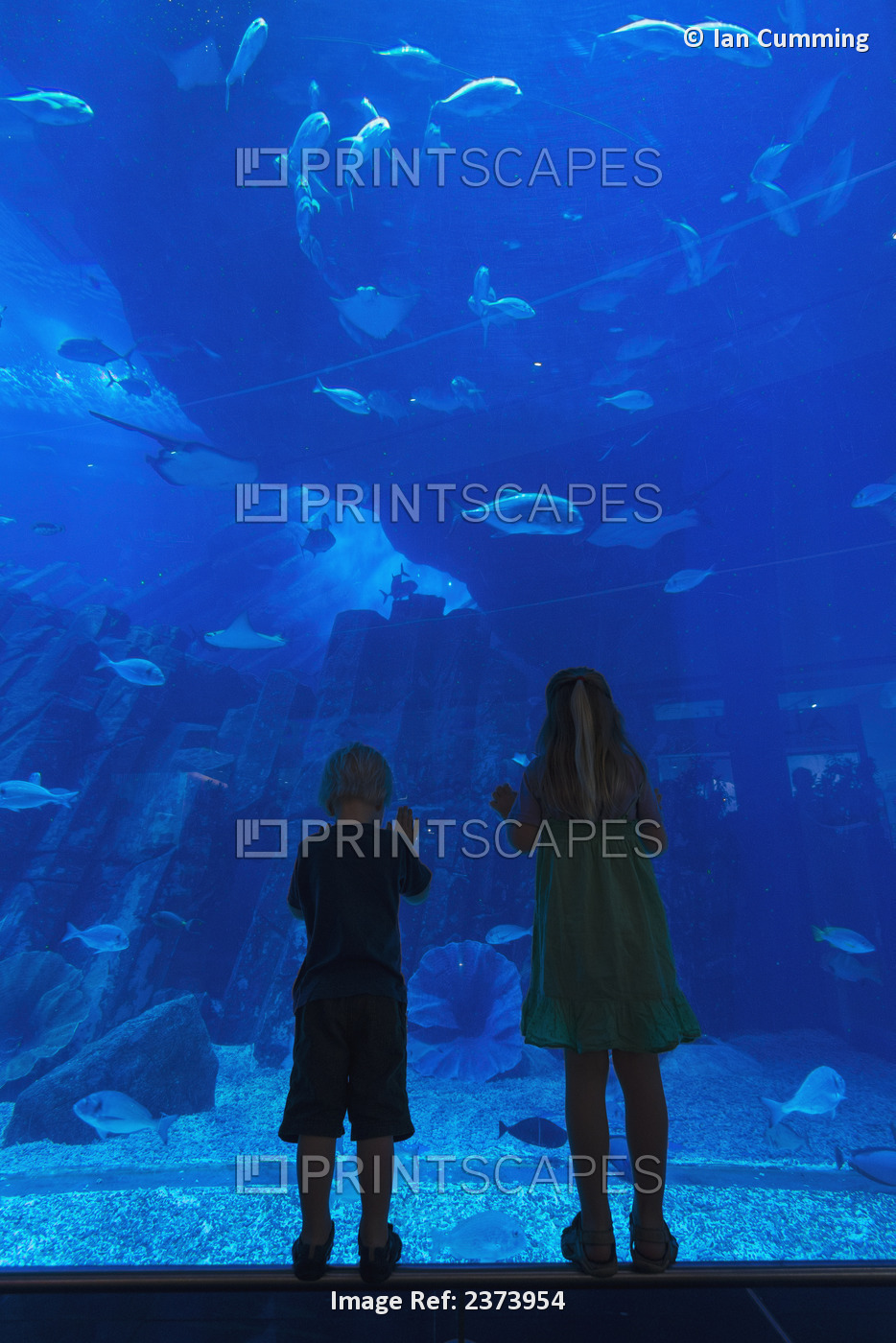 Boy And Girl Looking Into The Massive Aquarium In The Dubai Mall; Dubai, United ...