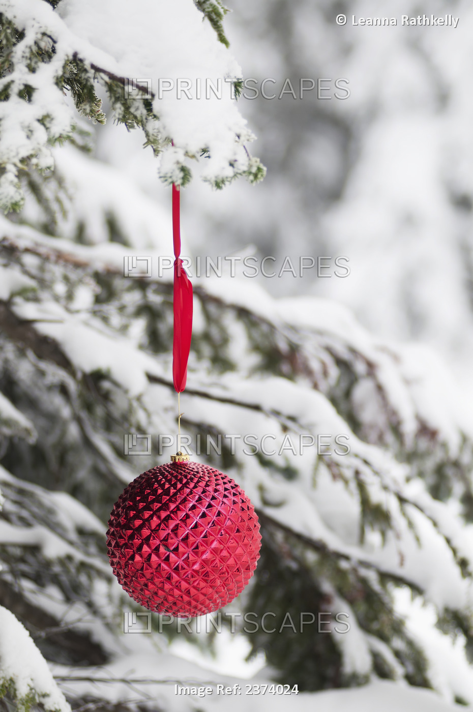 Red Christmas Decoration Hanging On A Snowy Tree In Winter; British Columbia, ...