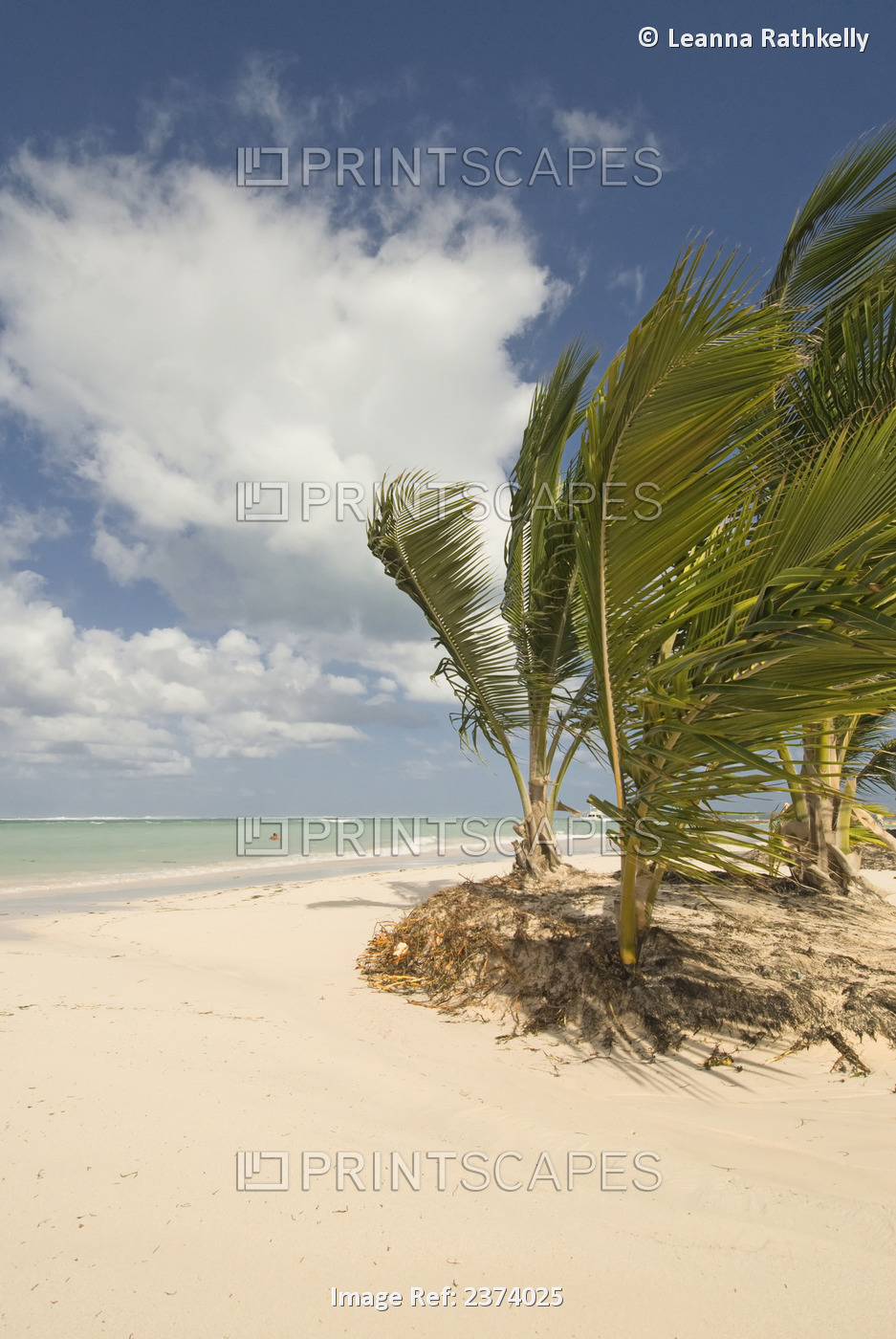 The White Sand, Turquoise Ocean And Palm Trees On The Tropical Bavaro Beach; ...
