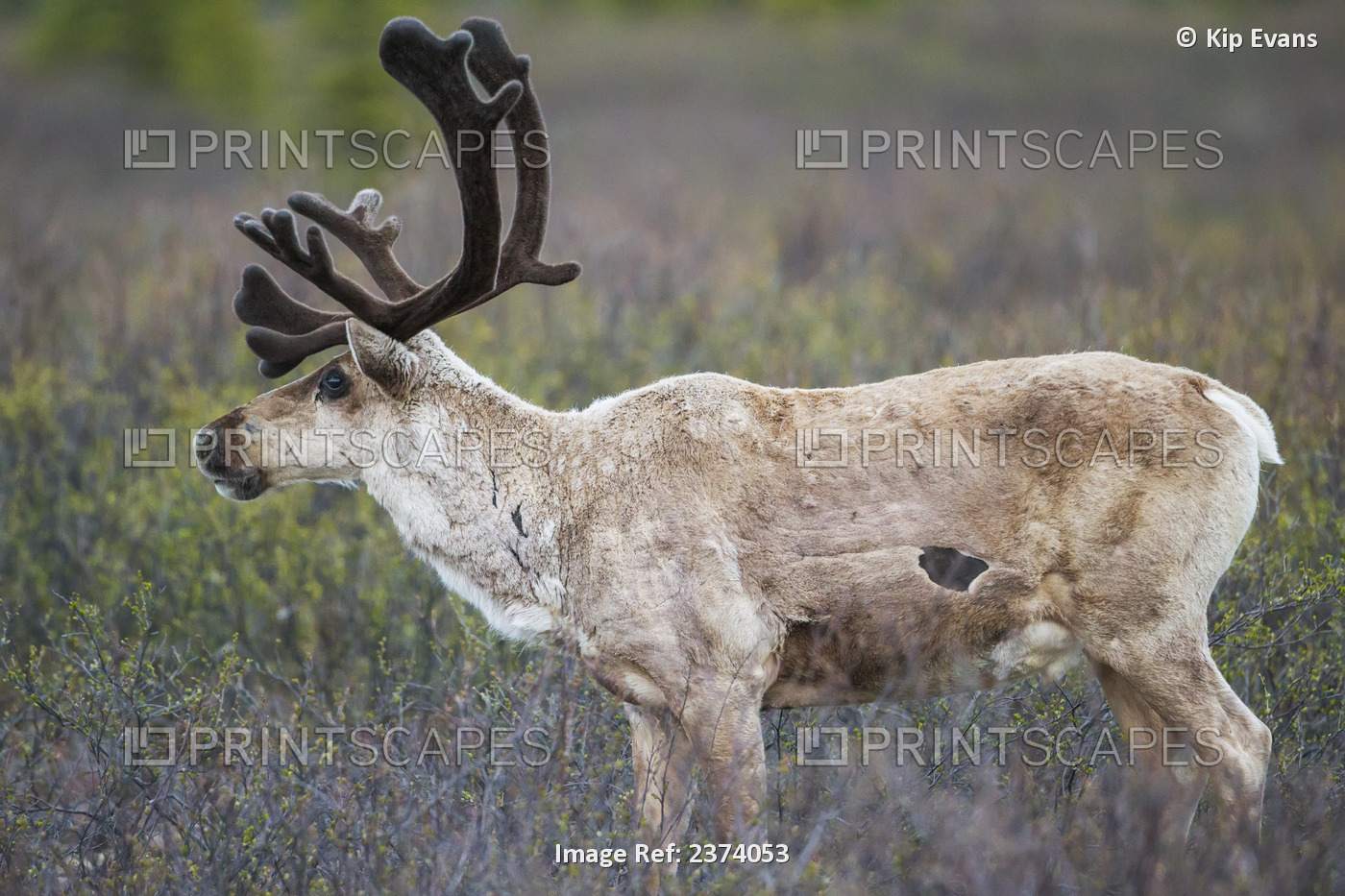 A Deer In Denali National Park; Alaska, United States Of America