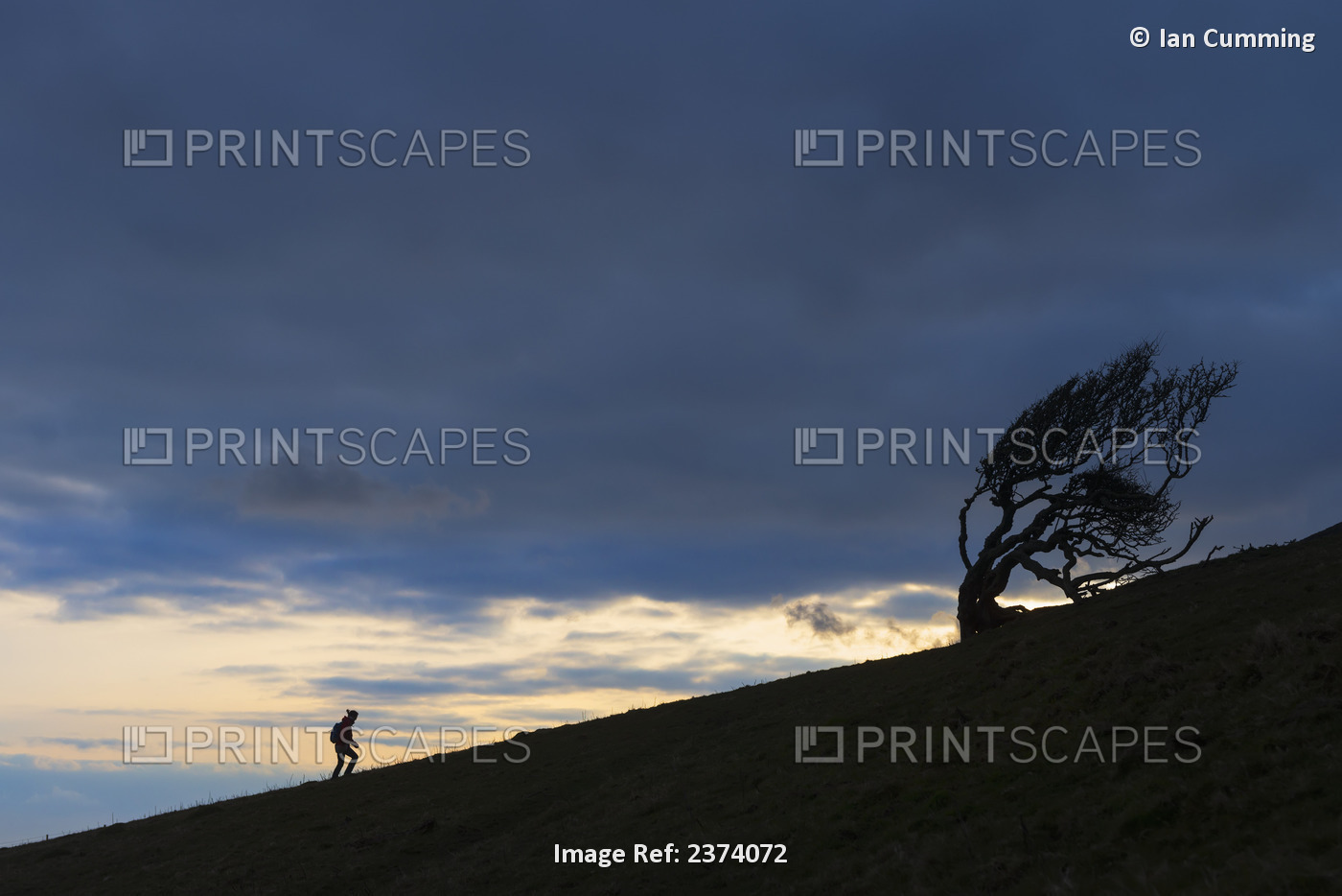 Silhouette Of Woman Walking Uphill Past Gnarled Tree Near Golden Cap On The ...