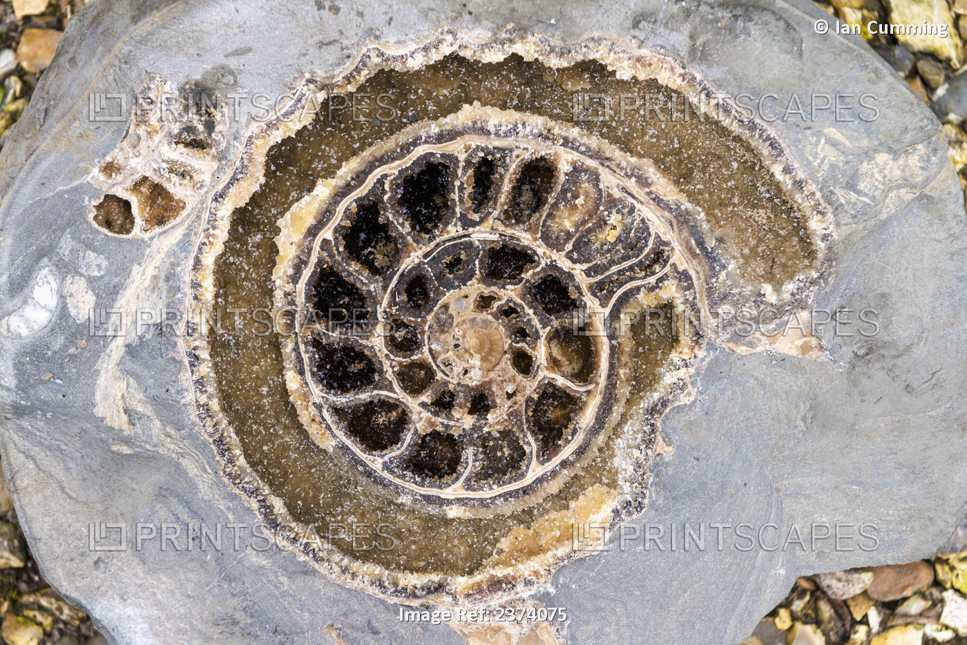 Detail Of Crystalline Ammonite Found On The Beach At Lyme Regis, Jurassic ...