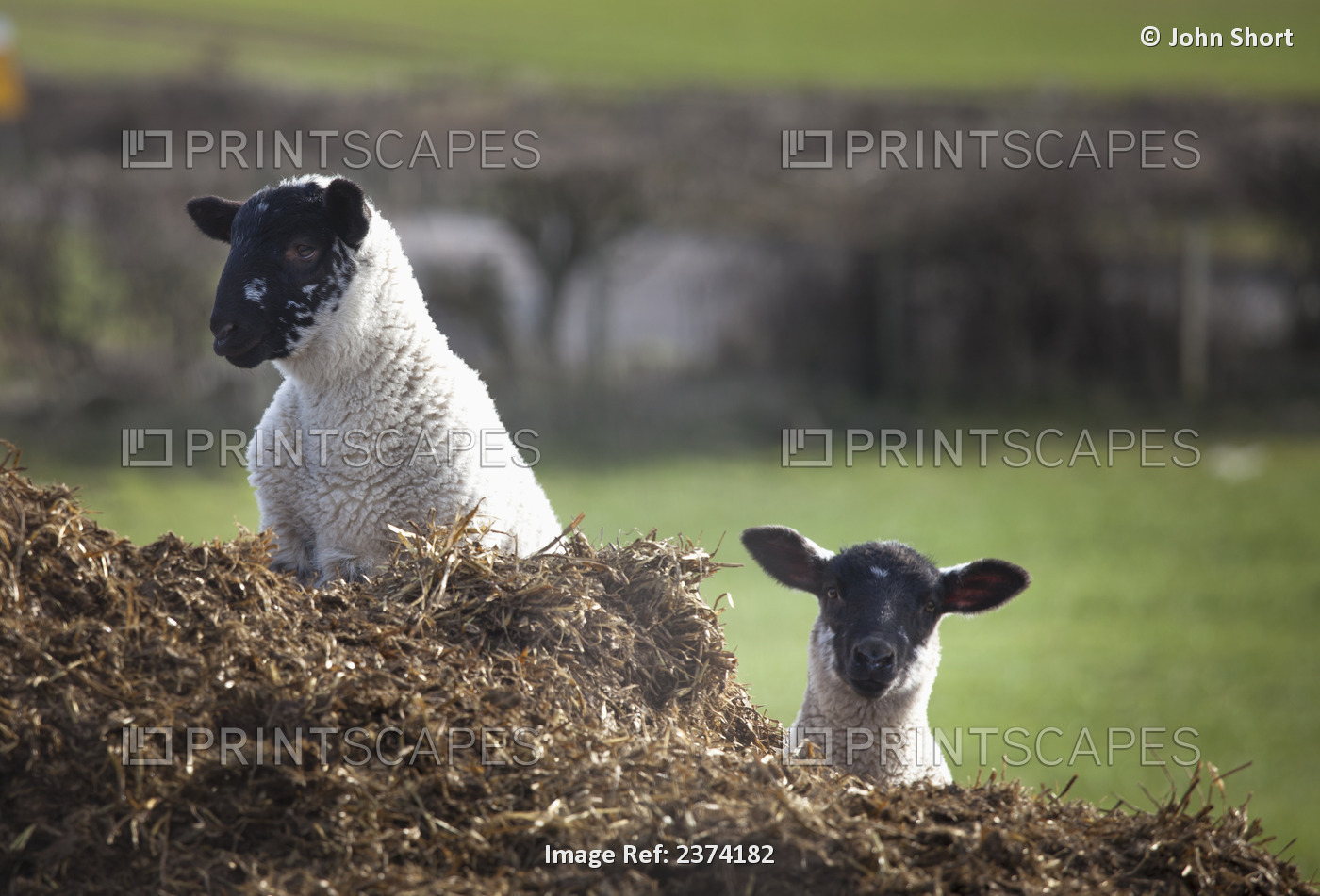 Two Sheep Looking Up Over The Top Of A Hill; Northumberland, England