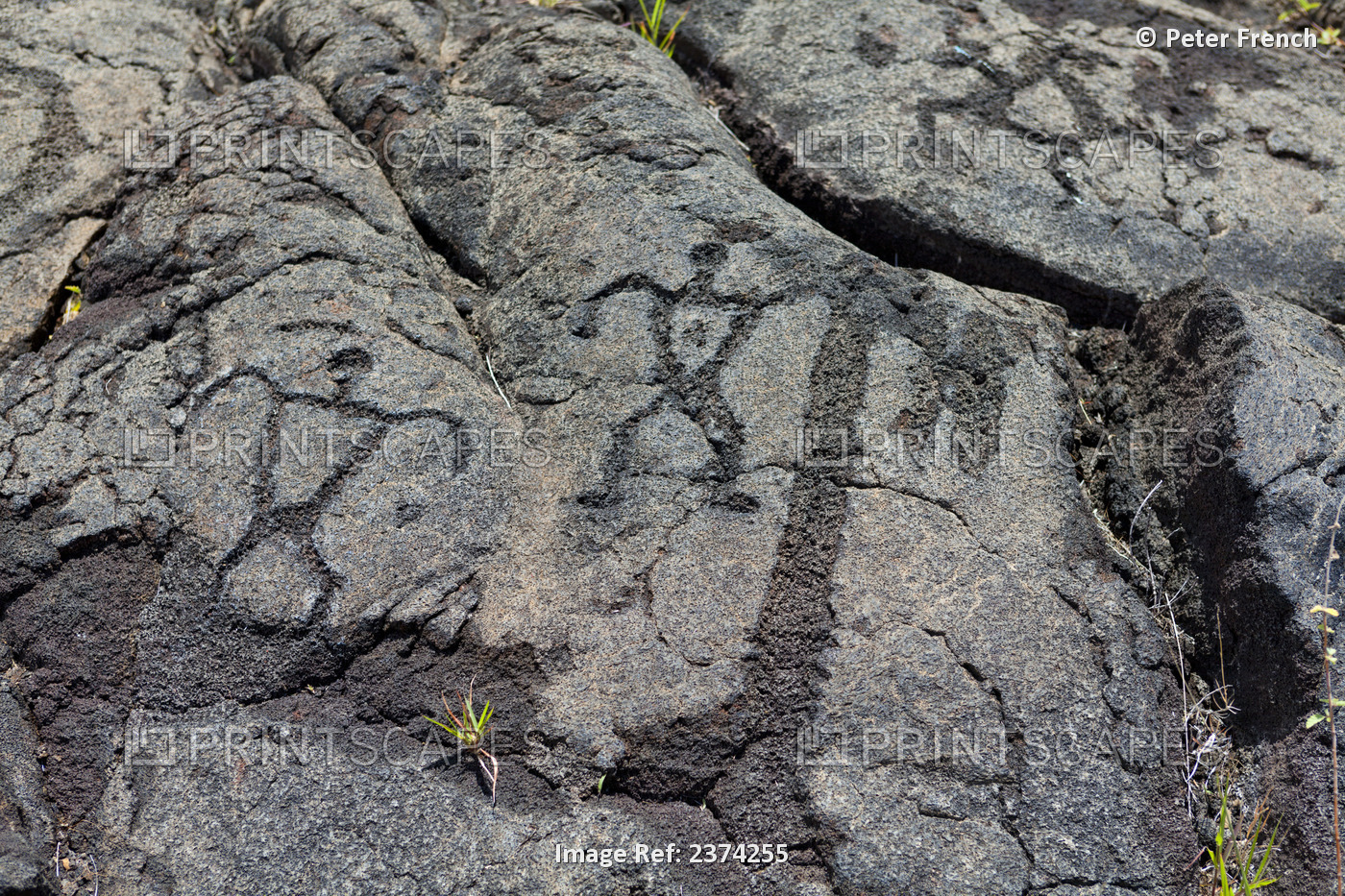 Pu'u Loa Petroglyphs; Big Island, Hawaii, United States Of America