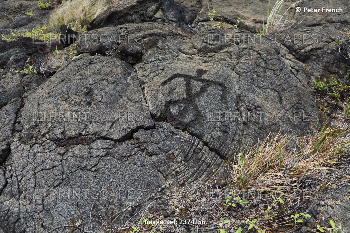 Pu'u Loa Petroglyphs; Big Island, Hawaii, United States Of America
