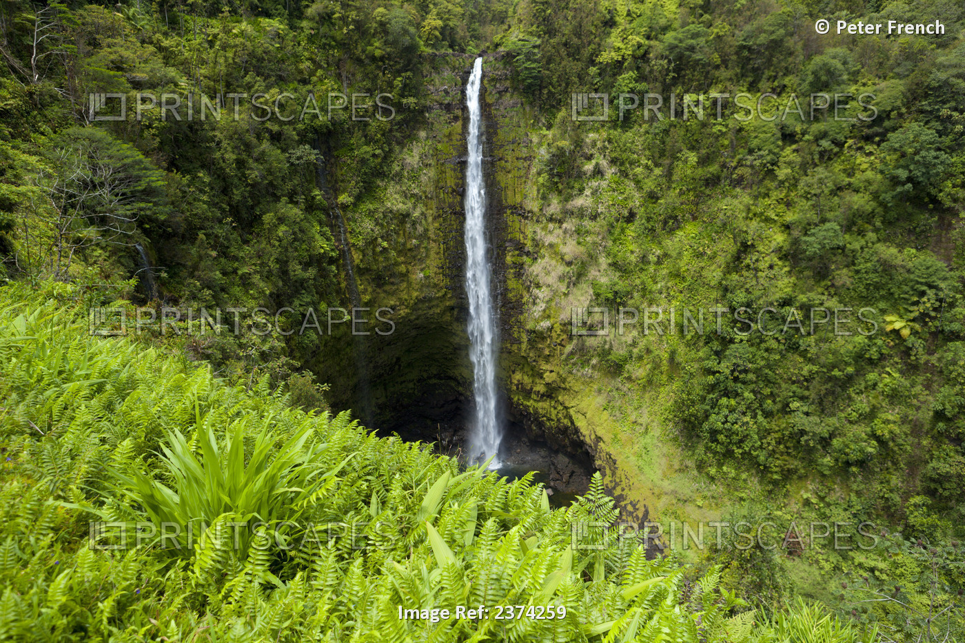 Akaka Falls; Big Island, Hawaii, United States Of America
