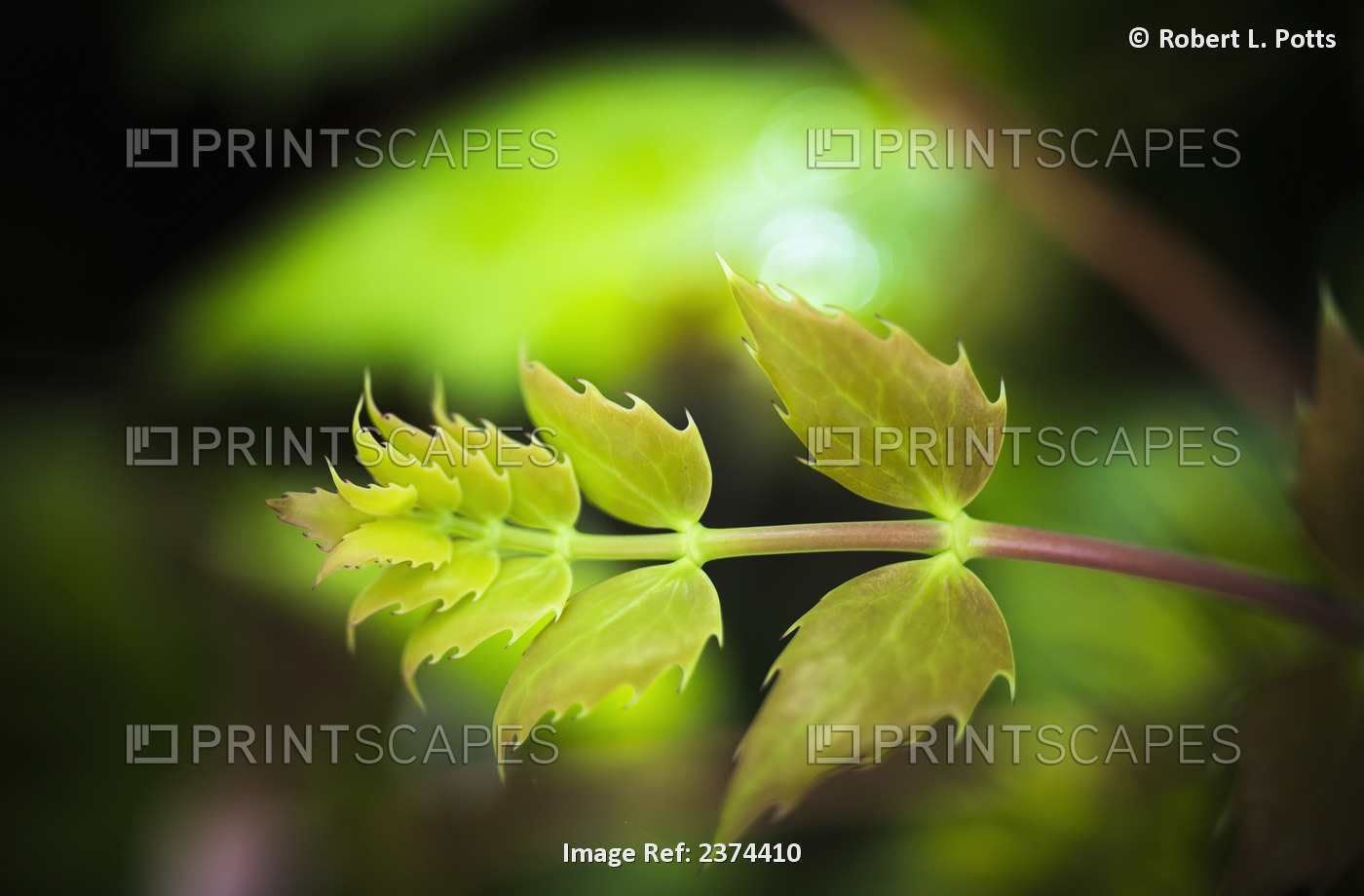 Oregon-Grape (Mahonia Aquifolium) Grows In The Forest; Westport, Oregon, United ...