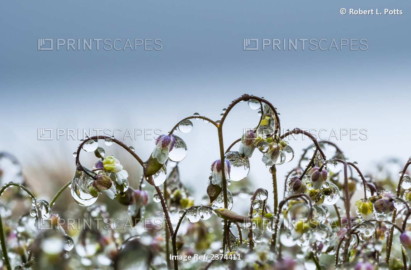 Mist Collects On Saxifrage Blossoms; Elsie, Oregon, United States Of America