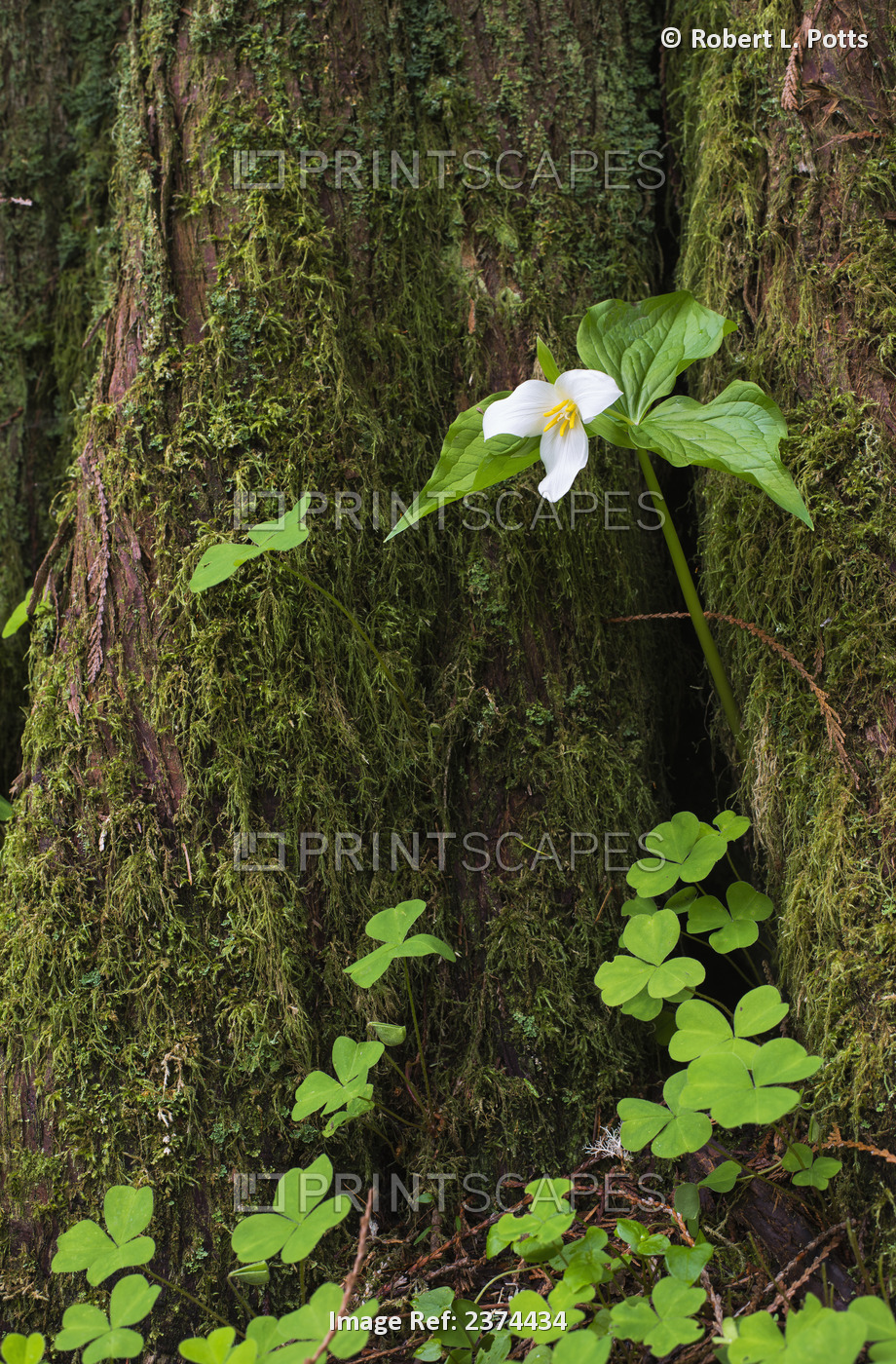 A Trillium Grows From The Trunk Of A Western Red Cedar Tree; Jewell, Oregon, ...