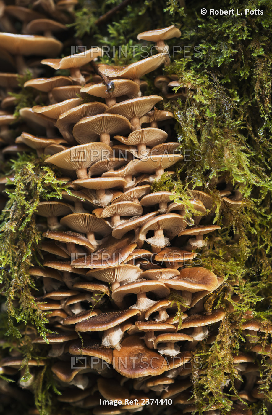 Mushrooms And Moss Grow In The Forest; Ilwco, Washington, United States Of ...