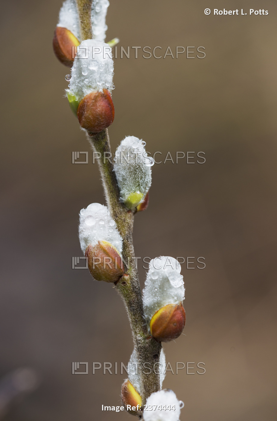 Fuzzy Willow Catkins Come Out In The Spring; Astoria, Oregon, United States Of ...