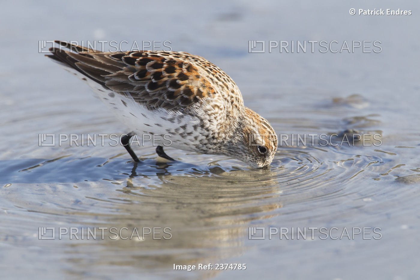Western Sandpiper Feeds On The Tidal Flats Of Hartney Bay During The Spring ...