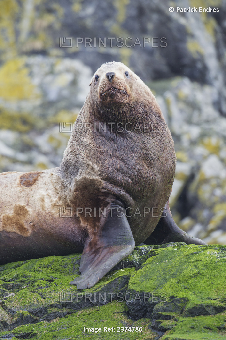 A Large Male Steller Sea Lion (Eumetopias Jubatus) Rests On A Rocky Island ...