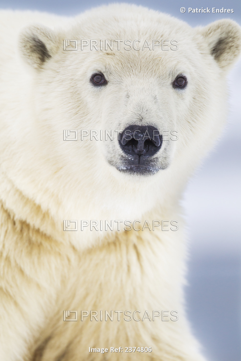 Polar Bear (Ursus Maritimus) Portrait, Arctic Barrier Island In Alaska's ...