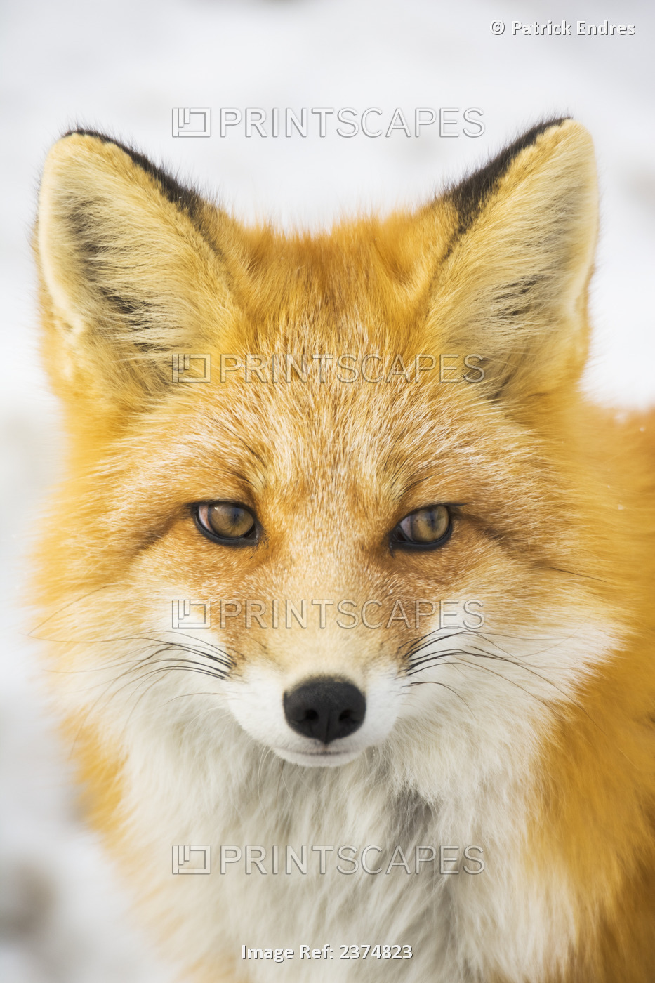 Red Fox (Vulpes Vulpes) In Alaska's Arctic, Atigun Pass, Brooks Range; Alaska, ...