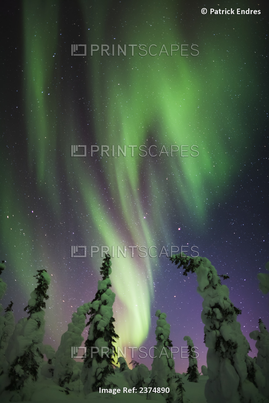 Aurora Borealis Over Snow Covered Spruce Trees, Interior Alaska.