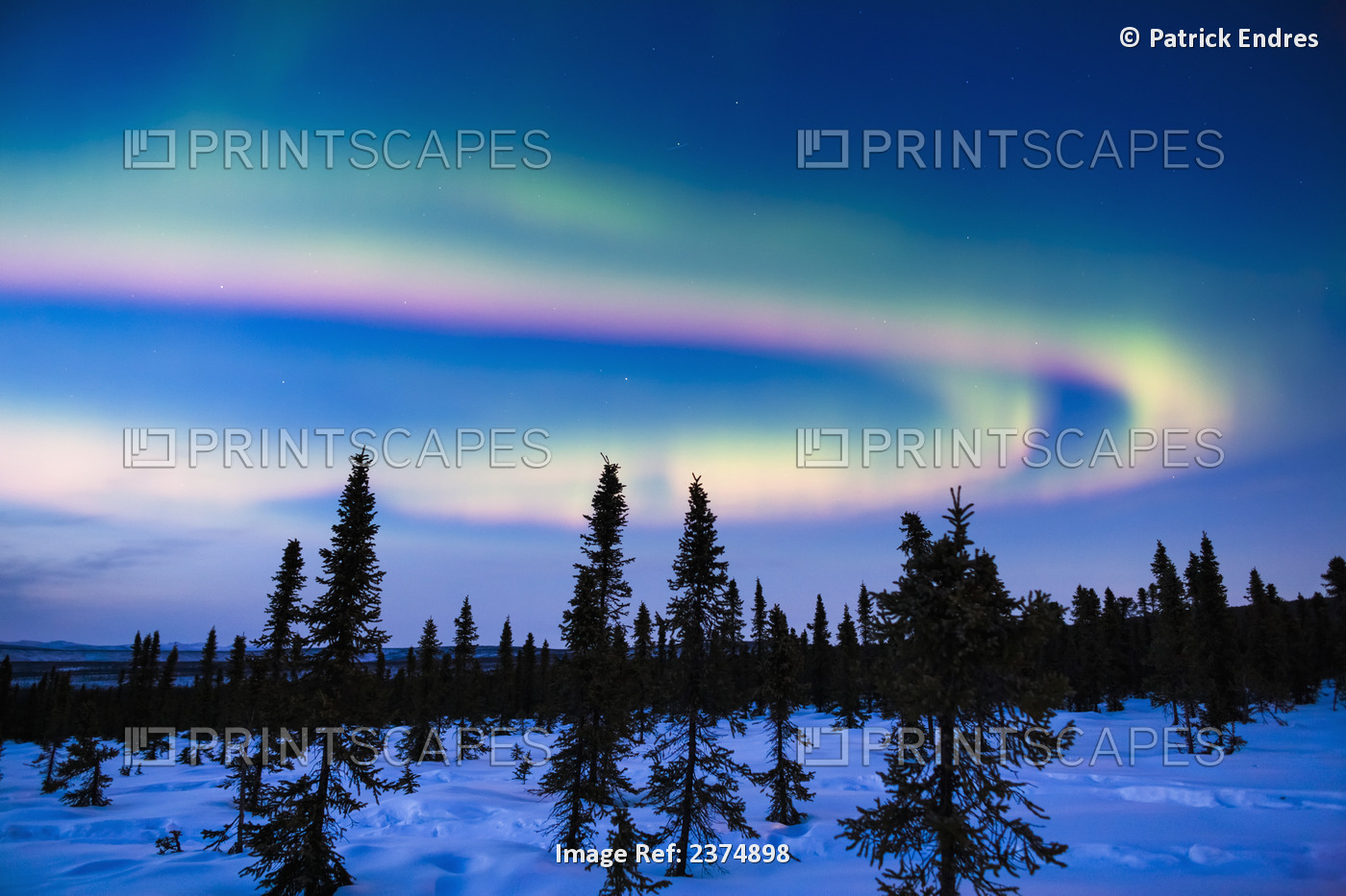 Aurora Borealis Over Spruce Trees In The White Mountains National Recreation ...
