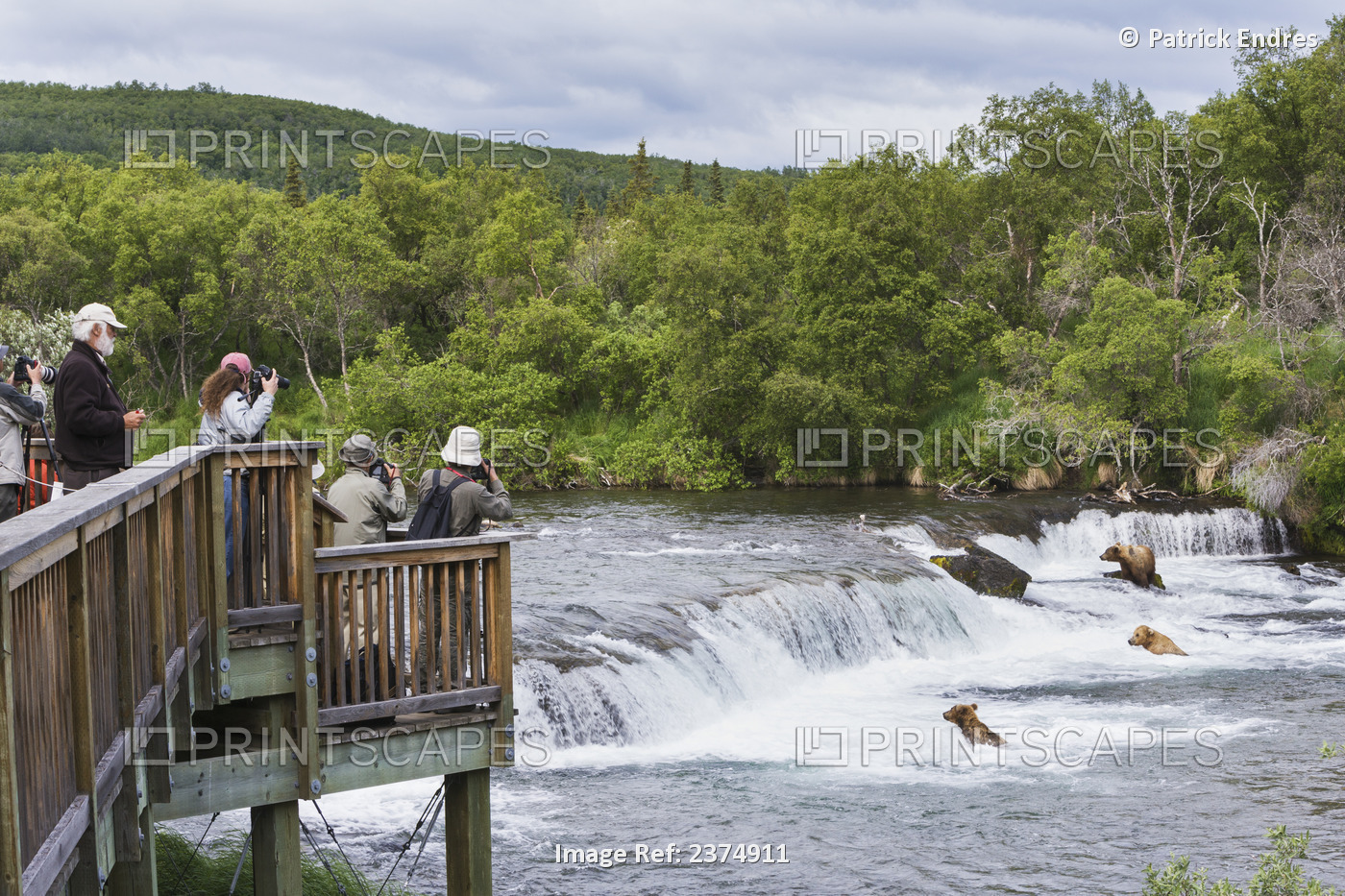 Tourists View Brown Bears At The Brooks Falls, Katmai National Park And ...