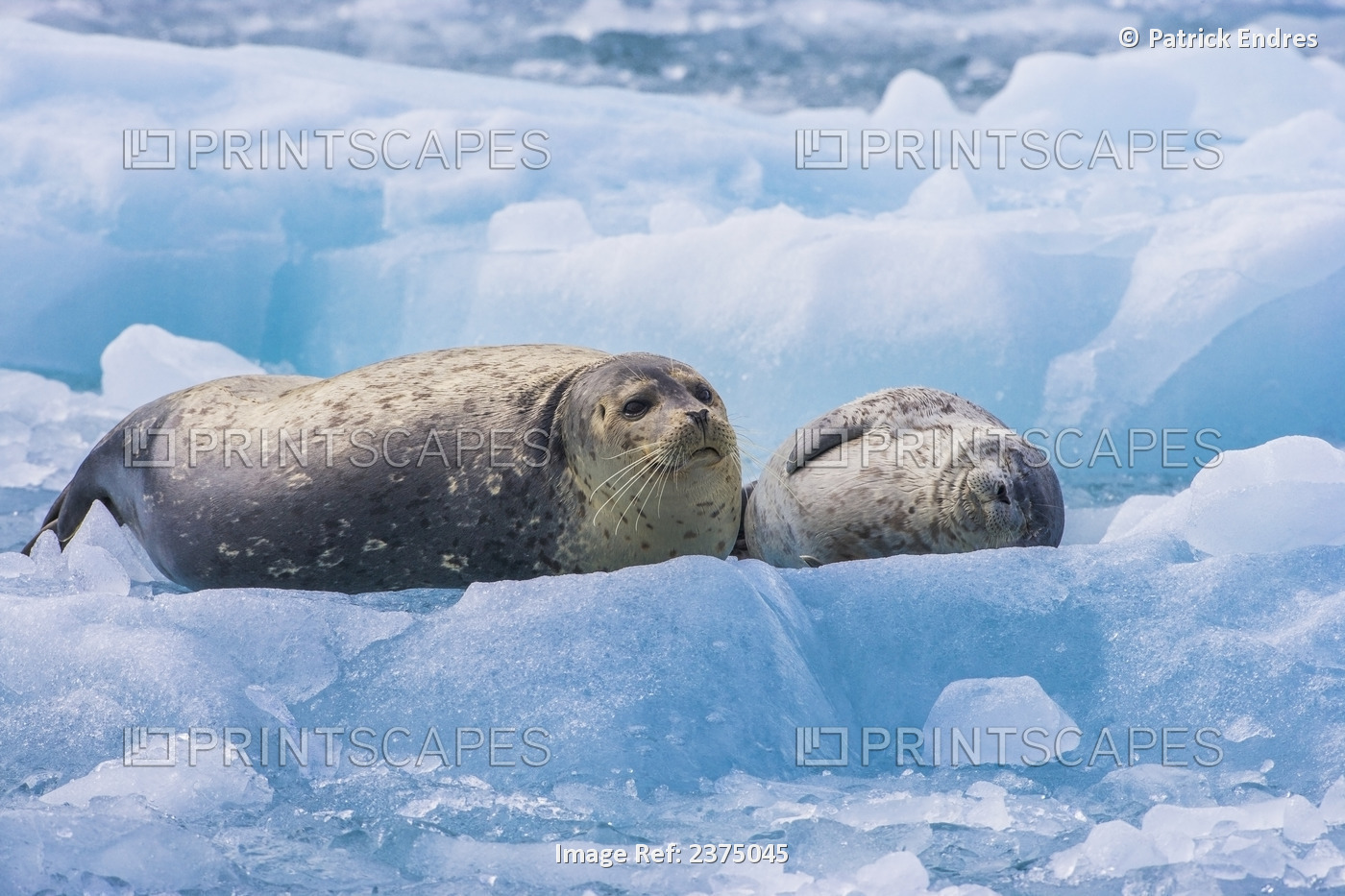 Harbor Seal Adult And Pup Rest On A Glacier Iceberg, Nassau Fjord, Chenega ...