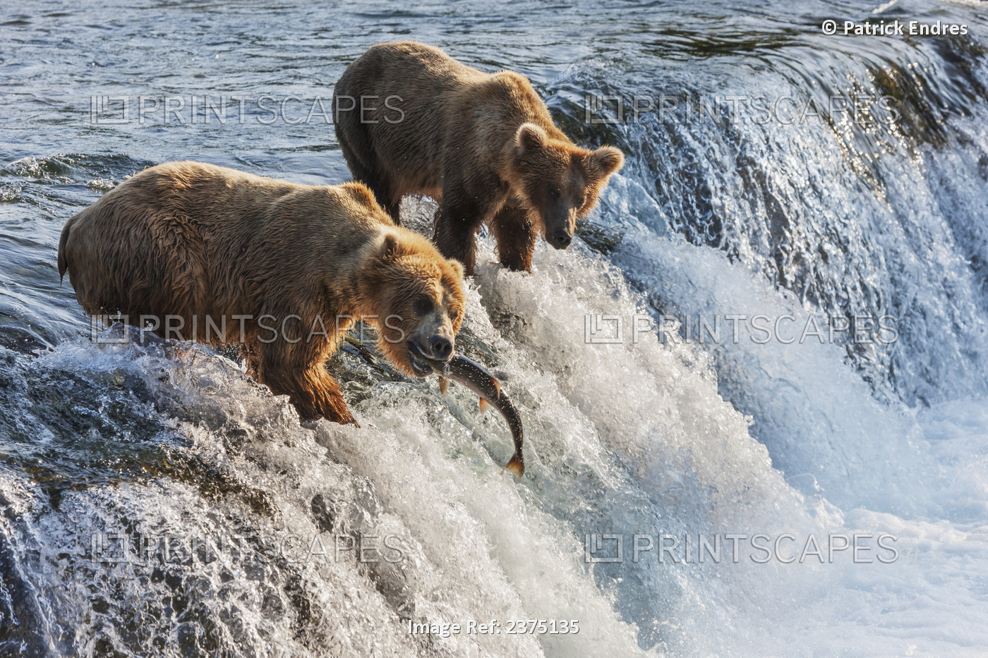 Brown Bears Fish For Red Salmon At The Falls Of Brooks River, Katmai National ...