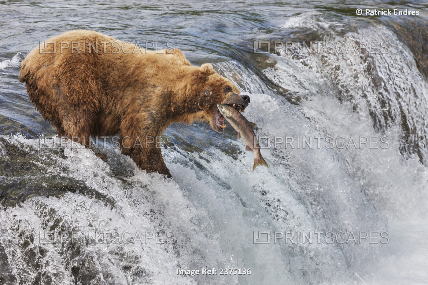 Brown Bear Fishing For Red Salmon On The Falls Of Brooks River, Katmai National ...