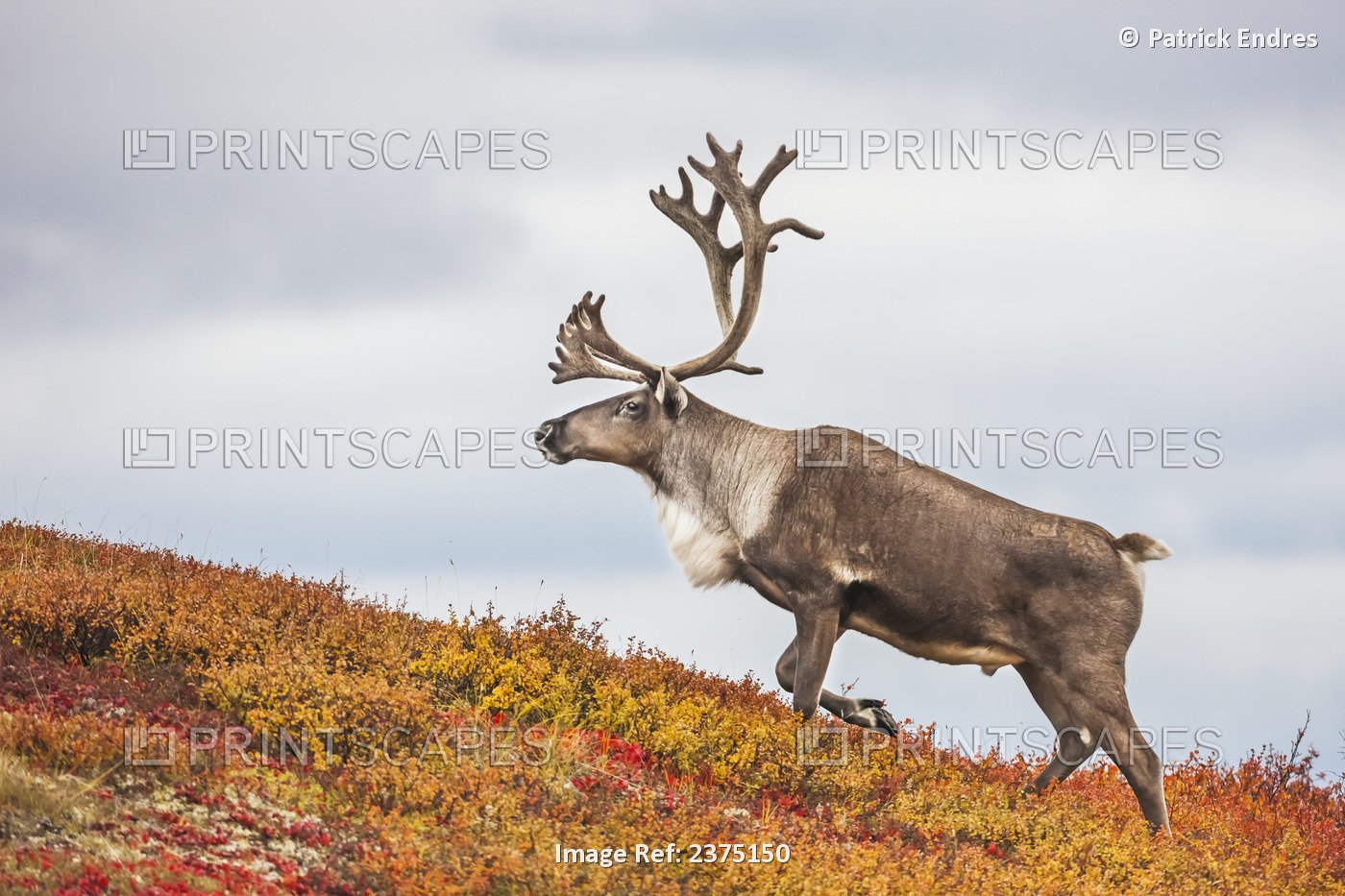 Bull Caribou Amongst Colorful Autumn Tundra, Denali National Park, Interior ...